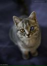 №8 Катерина Королёва 06.02.1986: профиль, фото, статус - ВКонтакте