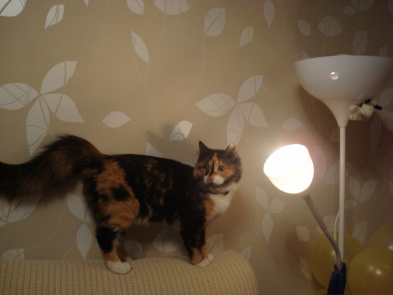 №137, Марго Заболотская, Москва, Россия №137, Марго Заболотская, Москва, Россия