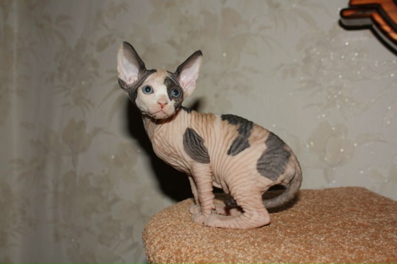 Anna Yanchuk ·٠•●๑ ۩★Loft★ ۩๑●•٠· | Phuket