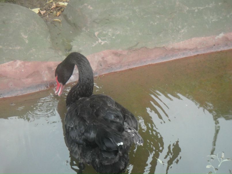 Елена Емельянова | Москва