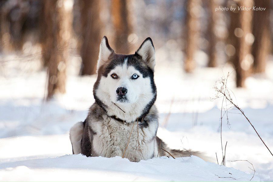 Виктор Котов .:.ФОТОГРАФ.:. | Киев
