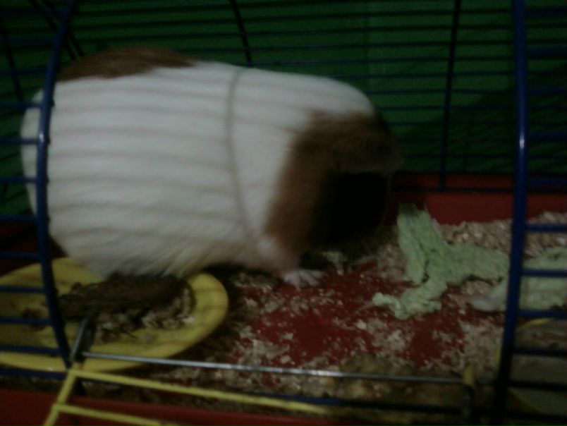 №4, Алеся Величко, Саки №4, Алеся Величко, Саки