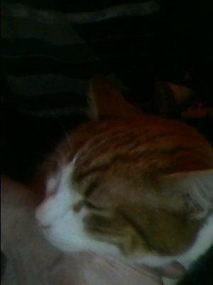 Олександр Салтиков | Белая Церковь