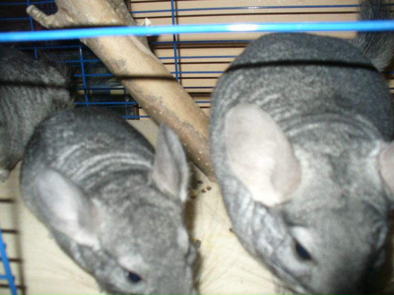 Галина Захарова *ГаЛиНкА* | Одесса