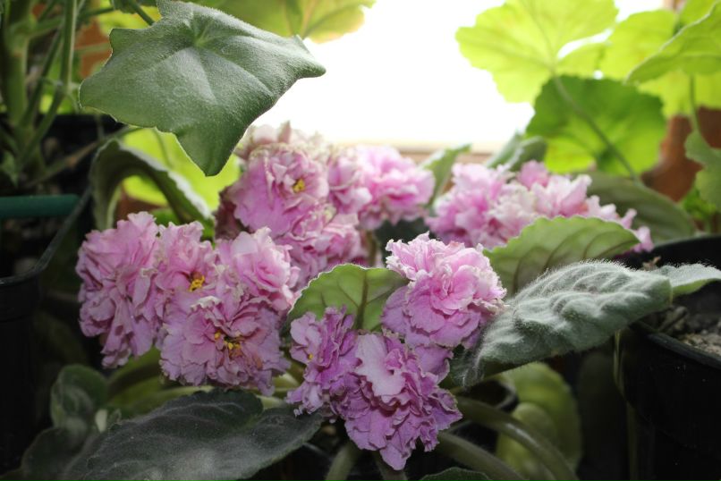 Лилия Гоменюк | Вышгород