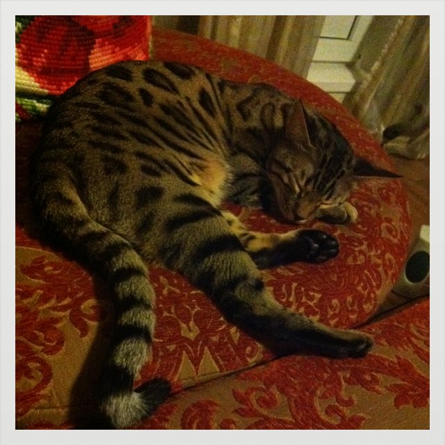 Никита Лазарев ﭢ | Москва