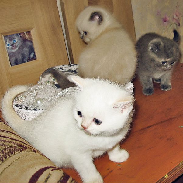 №59, Анжела Дмитренко, Киев №59, Анжела Дмитренко, Киев