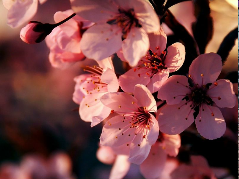 Вера Прохорова Рыжик | 