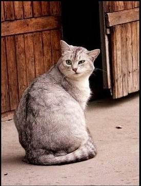 Матвей Крепак [КЫР] | 