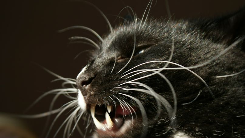 Диана Шакирова | 