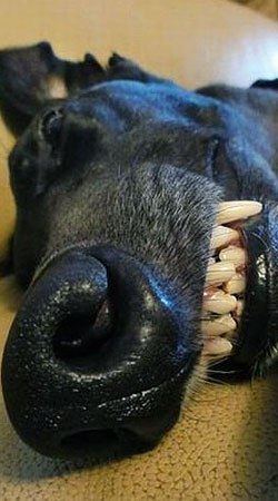 Дмитрий Быков | Архангельск