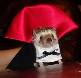 Антон Колючий добрый но | 