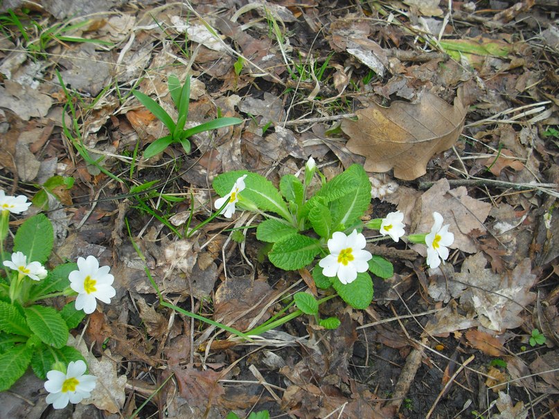 Роман Дашко __ÑøøÃ__ | Ялта