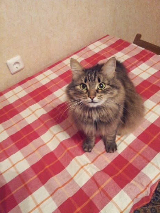 Галина Никульшина | Москва