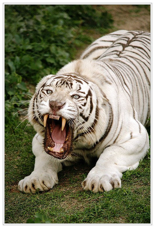 Кирилл Сергеев | Bucaramanga