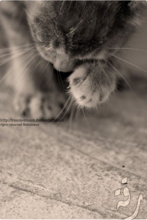 Инна Луцюк Sweetheart | Киев