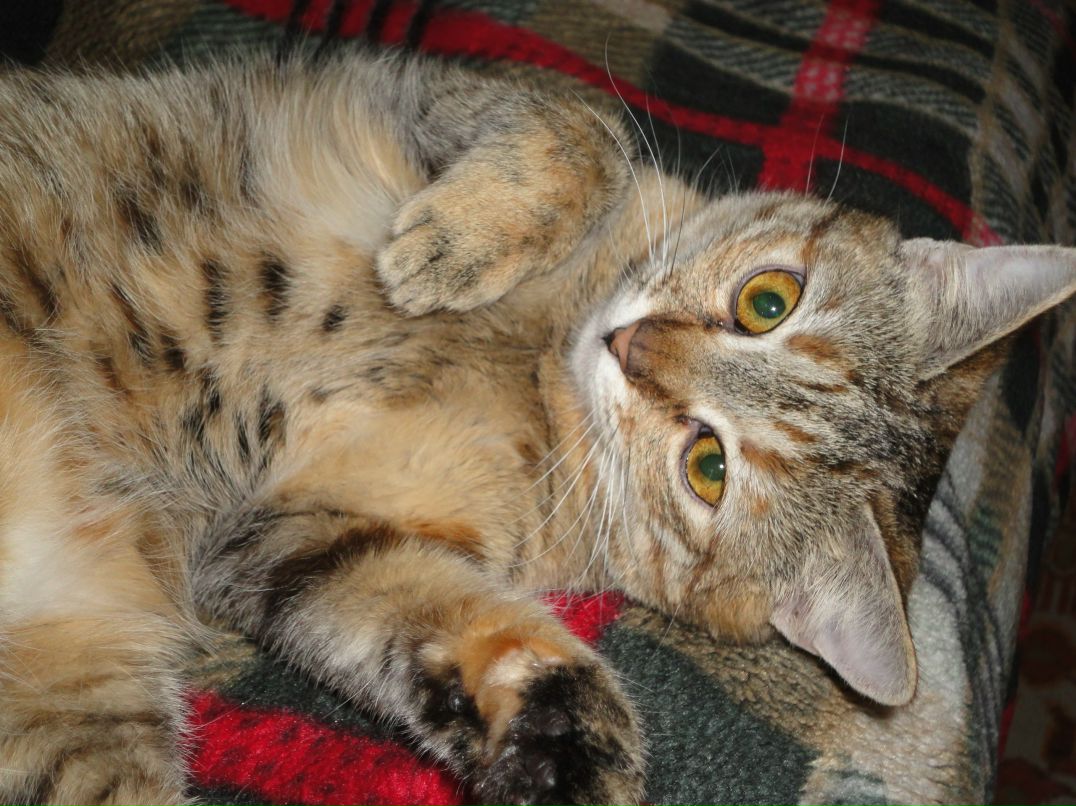 Екатерина Гончарова | 