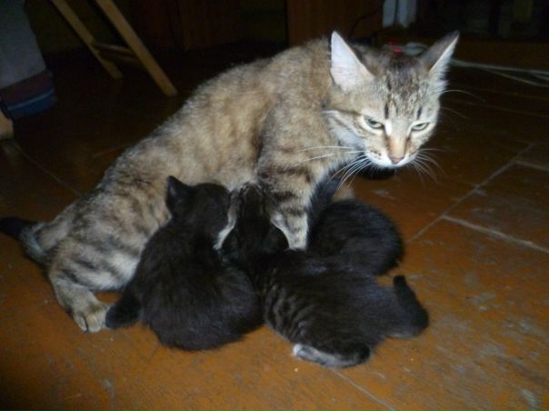 №83, Анна Белых, Екатеринбург №83, Анна Белых, Екатеринбург