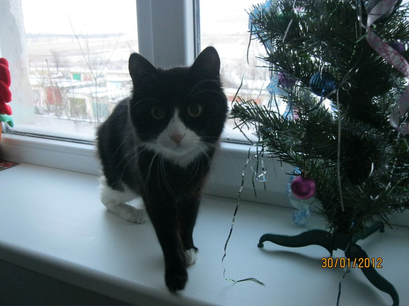 Кристина Черненко | 