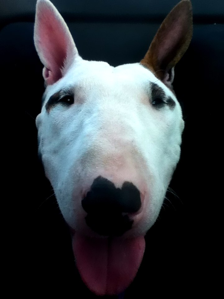 Артем Енот ...[c1rca]✖ | San Donato Milanese