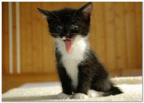 №2, Владимир Ибрагимов №2, Владимир Ибрагимов