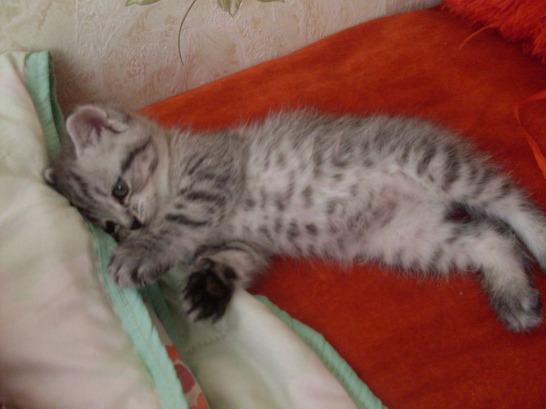 Анна Капкина | Великий Новгород