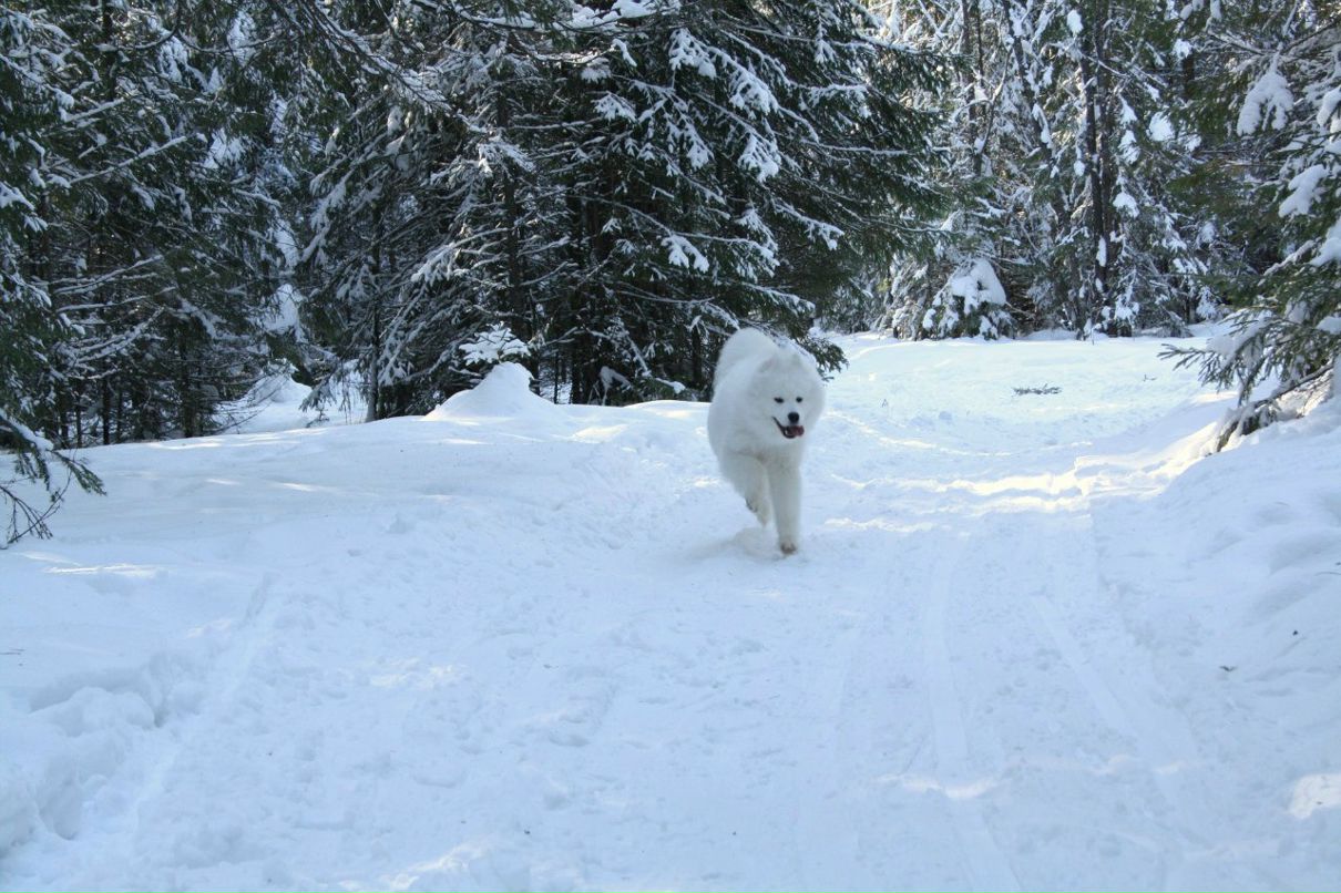 Катерина Свалова | 