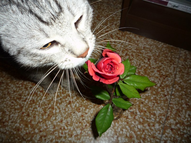 Maryana Zin Masia | Червоноград