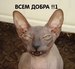 Антон Шмель фотография #14 (источник - https://vk.com/id172475999)