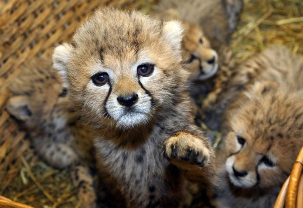 Кирилл Строков | 