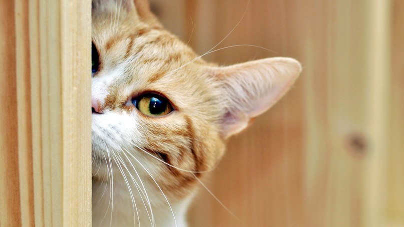 Патрик Черных | Краснодар