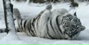 №19 Алёна Никитина 28.11.1981: профиль, фото, статус - ВКонтакте