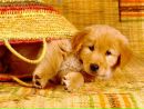 Фотография Ohjolfc Hgnghng
