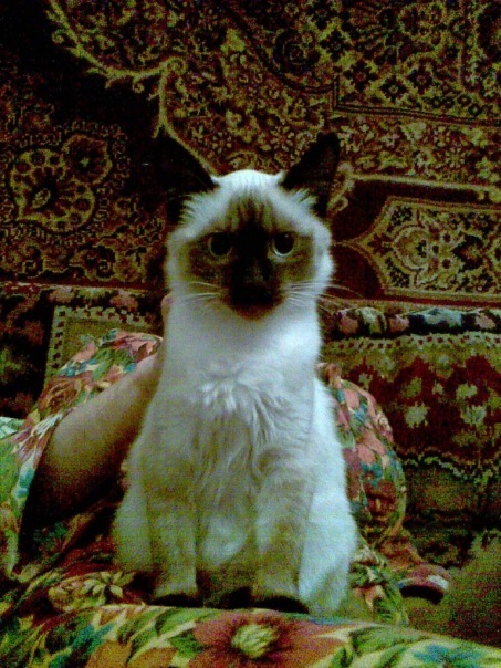 №133, Кирилл Дуван, 36 лет, Симферополь №133, Кирилл Дуван, 36 лет, Симферополь