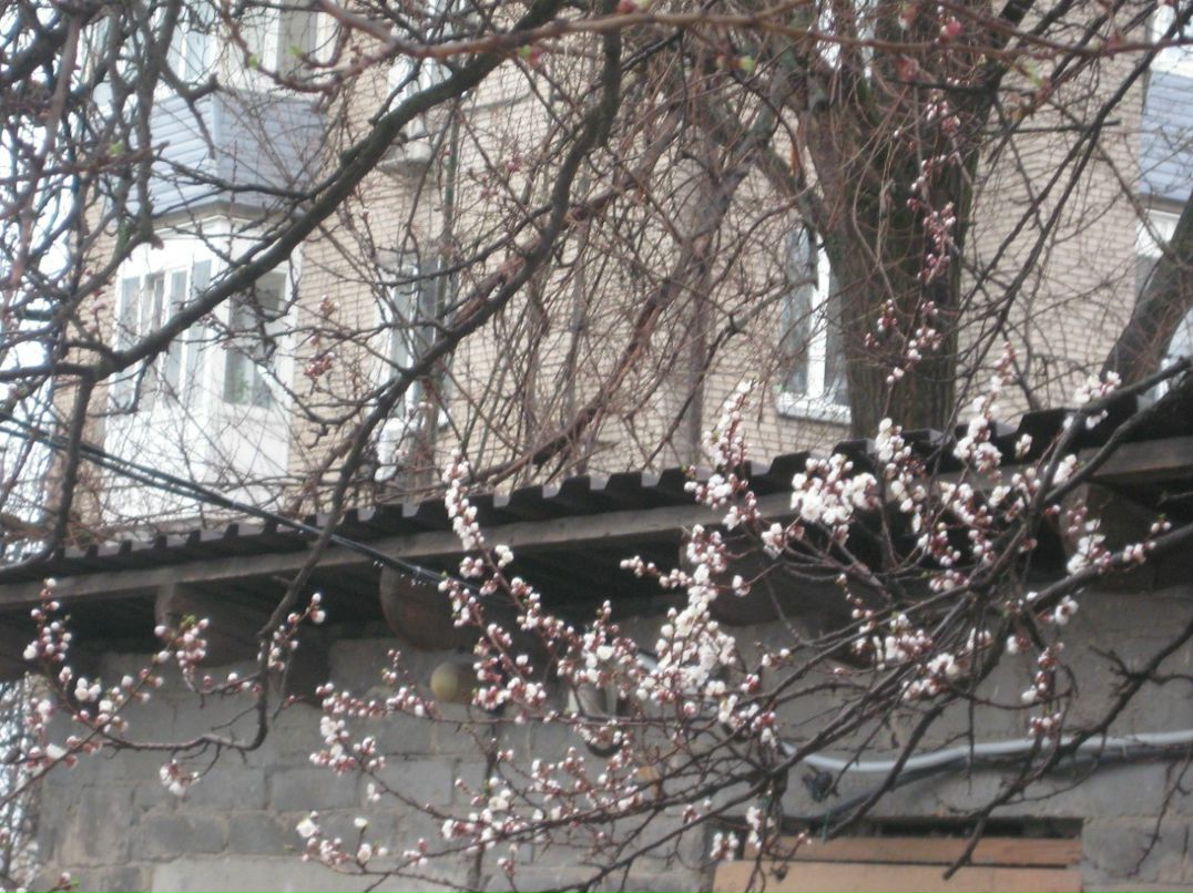 Алла Олейник | Amsterdam