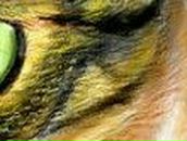 Марина Мельник | Киев