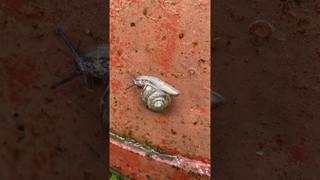 Улиточка 🐌♥️