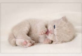 Саша Григорьев | Багратионовск