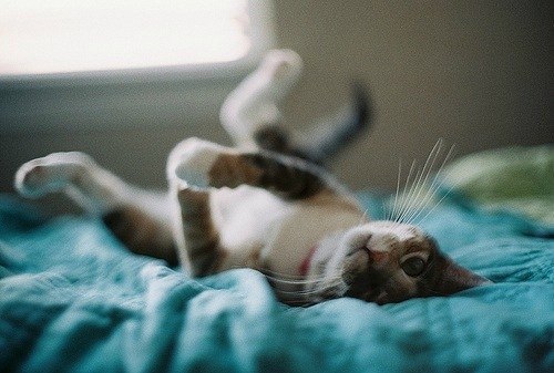 Дмитрий Бадяев | 