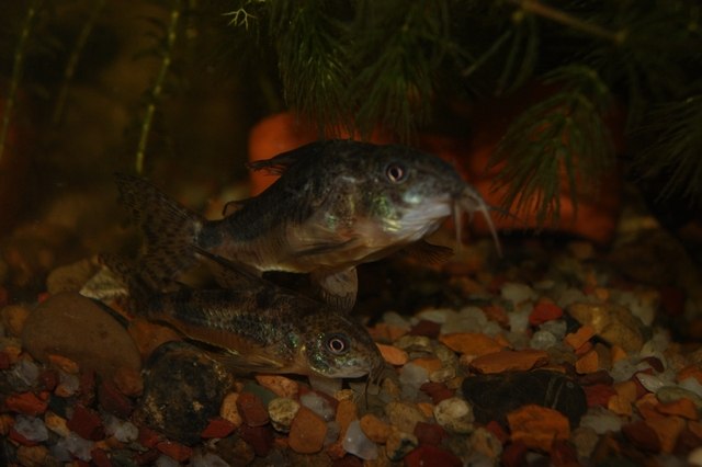 Василий Иванович | Казань