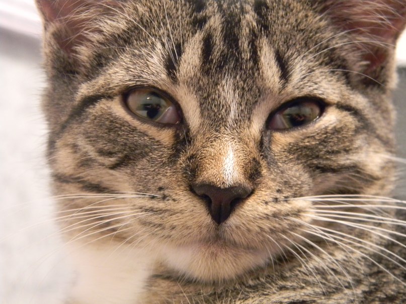 Яна Кутянская | Montréal