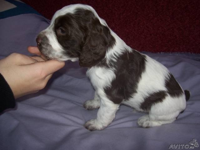 Оксана Козловская | Санкт-Петербург