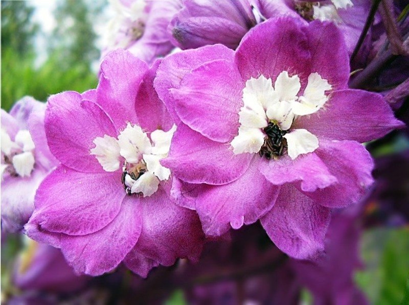 Елена Степанова | Воскресенск