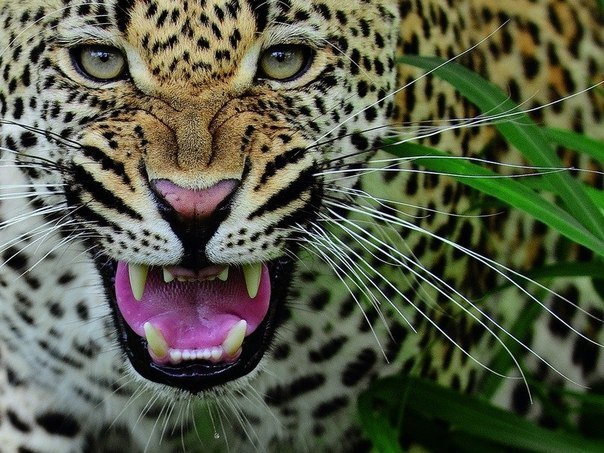 №2, Александр Ширин, 43 года, Philadelphia №2, Александр Ширин, 43 года, Philadelphia