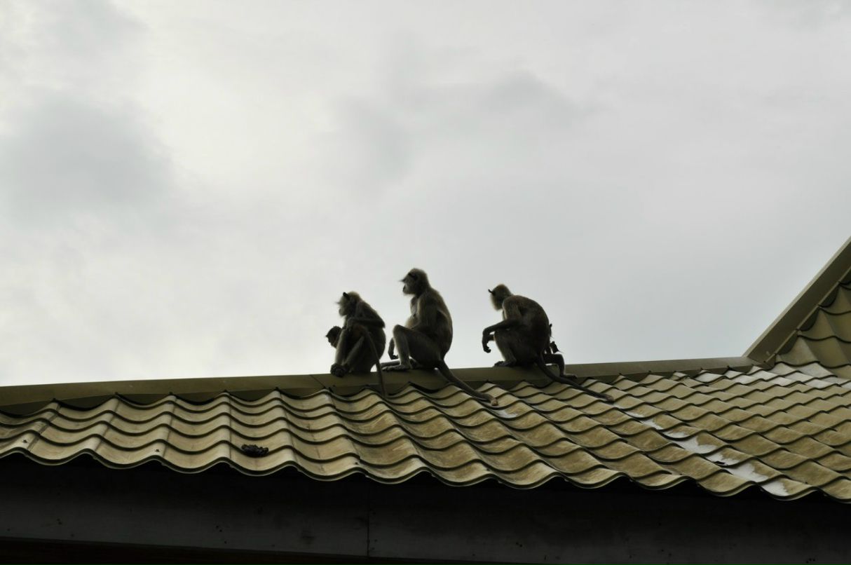 Владимир Теличко | 