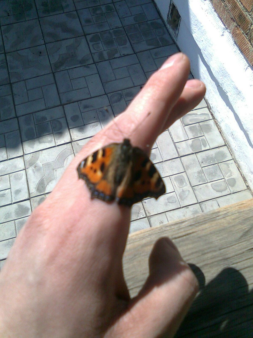 Никита Алимов ...LIS... | 