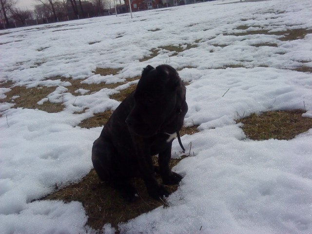 Виктория Кржиштофович | Киев