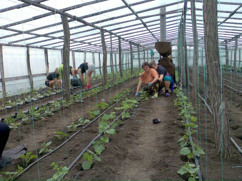 №124, Григорий Легкодух, 69 лет, Покровское №124, Григорий Легкодух, 69 лет, Покровское