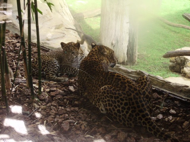 Svetlana Koskinen | Hyvinkää