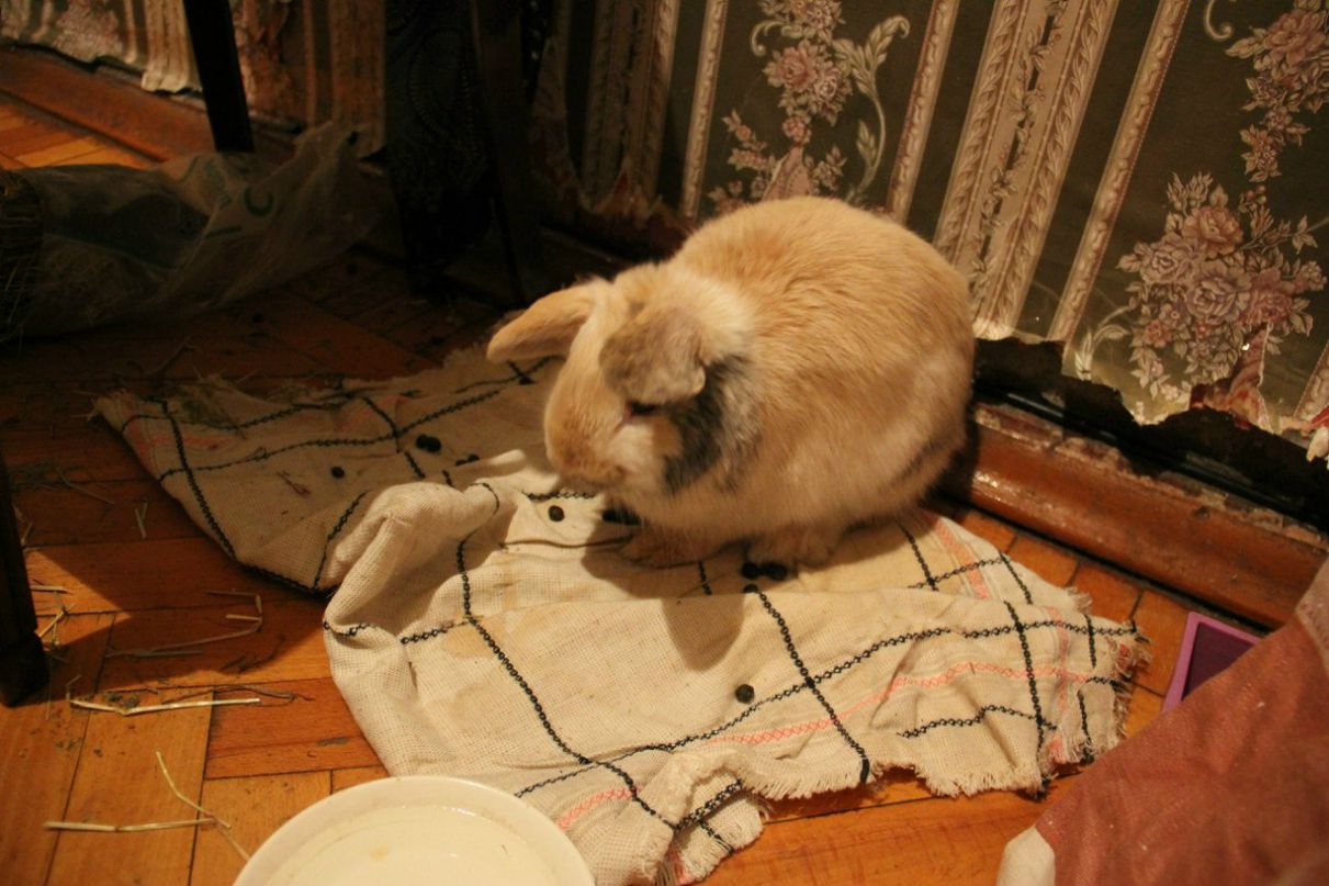 Константин Тарадыменко | Санкт-Петербург